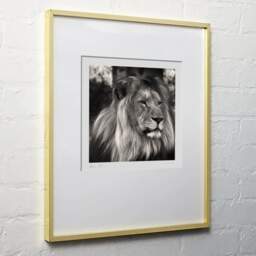 Art and collection photography Denis Olivier, Lion, Pessac Zoo, France. October 2005. Ref-792 - Denis Olivier Photography, light wood frame on white wall