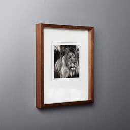 Art and collection photography Denis Olivier, Lion, Pessac Zoo, France. October 2005. Ref-792 - Denis Olivier Photography, original fine-art photograph in limited edition and signed in dark wood frame