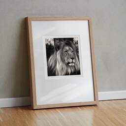 Art and collection photography Denis Olivier, Lion, Pessac Zoo, France. October 2005. Ref-792 - Denis Olivier Photography, original fine-art photograph in limited edition and signed in light wood frame