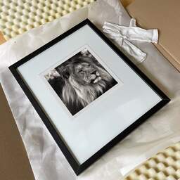 Art and collection photography Denis Olivier, Lion, Pessac Zoo, France. October 2005. Ref-792 - Denis Olivier Photography, reception and unpacking of an original fine-art photograph in limited edition and signed in a black wooden frame