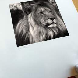 Art and collection photography Denis Olivier, Lion, Pessac Zoo, France. October 2005. Ref-792 - Denis Olivier Photography, original fine-art photograph print in limited edition and signed
