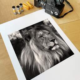 Art and collection photography Denis Olivier, Lion, Pessac Zoo, France. October 2005. Ref-792 - Denis Olivier Photography, original 15.7 x 15.7 inches fine-art photograph print in limited edition and signed, medium-format Hasselblad 500 C/M camera