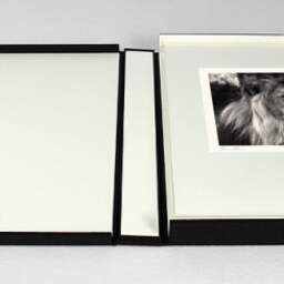 Art and collection photography Denis Olivier, Lion, Pessac Zoo, France. October 2005. Ref-792 - Denis Olivier Photography, photograph with matte folding in a luxury book presentation box