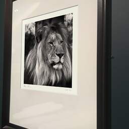 Art and collection photography Denis Olivier, Lion, Pessac Zoo, France. October 2005. Ref-792 - Denis Olivier Photography, brown wood old frame on dark gray background