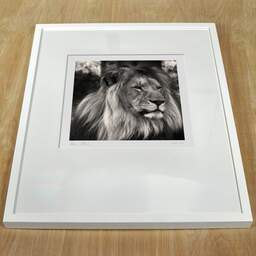 Art and collection photography Denis Olivier, Lion, Pessac Zoo, France. October 2005. Ref-792 - Denis Olivier Photography, white frame on a wooden table