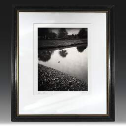 Art and collection photography Denis Olivier, Lone Duck, Royan, France. November 2021. Ref-11603 - Denis Olivier Photography, original fine-art photograph in limited edition and signed in black and gold wood frame