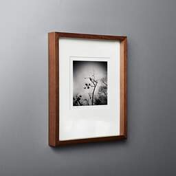 Art and collection photography Denis Olivier, Mistletoe Globes, Park Bordelais, Bordeaux, France. December 2020. Ref-1402 - Denis Olivier Photography, original fine-art photograph in limited edition and signed in dark wood frame