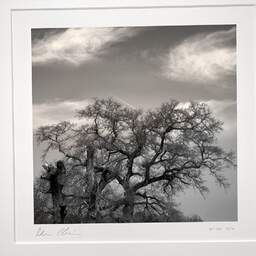 Art and collection photography Denis Olivier, Noon Tree, Bordeaux, France. March 2005. Ref-399 - Denis Olivier Art Photography, original photographic print in limited edition and signed, framed under cardboard mat