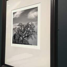 Art and collection photography Denis Olivier, Noon Tree, Bordeaux, France. March 2005. Ref-399 - Denis Olivier Photography, brown wood old frame on dark gray background
