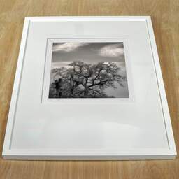 Art and collection photography Denis Olivier, Noon Tree, Bordeaux, France. March 2005. Ref-399 - Denis Olivier Photography, white frame on a wooden table