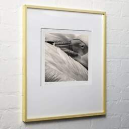 Art and collection photography Denis Olivier, Pelican, Palmyre Zoo, France. July 2005. Ref-717 - Denis Olivier Photography, light wood frame on white wall