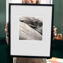 Art and collection photography Denis Olivier, Pelican, Palmyre Zoo, France. July 2005. Ref-717 - Denis Olivier Photography, original 9 x 9 inches fine-art photograph print in limited edition and signed hold by a galerist woman