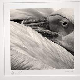 Art and collection photography Denis Olivier, Pelican, Palmyre Zoo, France. July 2005. Ref-717 - Denis Olivier Photography, original photographic print in limited edition and signed, framed under cardboard mat