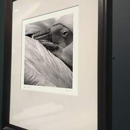 Art and collection photography Denis Olivier, Pelican, Palmyre Zoo, France. July 2005. Ref-717 - Denis Olivier Photography, brown wood old frame on dark gray background