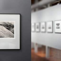 Art and collection photography Denis Olivier, Pelican, Palmyre Zoo, France. July 2005. Ref-717 - Denis Olivier Photography, gallery exhibition with black frame