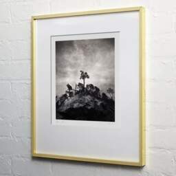 Art and collection photography Denis Olivier, Pine Tree, Ordesa Y Monte Perdido National Park, Spain. December 2021. Ref-11626 - Denis Olivier Art Photography, light wood frame on white wall