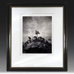 Art and collection photography Denis Olivier, Pine Tree, Ordesa Y Monte Perdido National Park, Spain. December 2021. Ref-11626 - Denis Olivier Art Photography, original fine-art photograph in limited edition and signed in black and gold wood frame