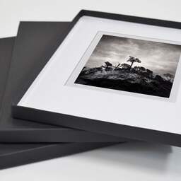 Art and collection photography Denis Olivier, Pine Tree, Ordesa Y Monte Perdido National Park, Spain. December 2021. Ref-11626 - Denis Olivier Art Photography, original fine-art photograph in limited edition and signed in a folding and archival conservation box