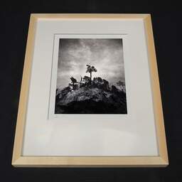 Art and collection photography Denis Olivier, Pine Tree, Ordesa Y Monte Perdido National Park, Spain. December 2021. Ref-11626 - Denis Olivier Photography, light wood frame on dark background