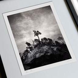 Art and collection photography Denis Olivier, Pine Tree, Ordesa Y Monte Perdido National Park, Spain. December 2021. Ref-11626 - Denis Olivier Art Photography, large original 9 x 9 inches fine-art photograph print in limited edition, framed and signed