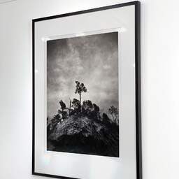 Art and collection photography Denis Olivier, Pine Tree, Ordesa Y Monte Perdido National Park, Spain. December 2021. Ref-11626 - Denis Olivier Art Photography, Exhibition of a large original photographic art print in limited edition and signed
