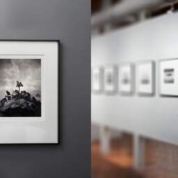 Art and collection photography Denis Olivier, Pine Tree, Ordesa Y Monte Perdido National Park, Spain. December 2021. Ref-11626 - Denis Olivier Art Photography, gallery exhibition with black frame