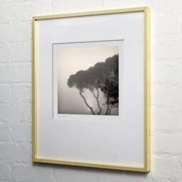 Art and collection photography Denis Olivier, Pines In Fog, Monstequieu, Martillac, France. March 2005. Ref-598 - Denis Olivier Art Photography, light wood frame on white wall