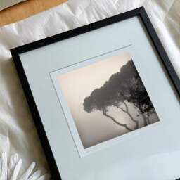 Art and collection photography Denis Olivier, Pines In Fog, Monstequieu, Martillac, France. March 2005. Ref-598 - Denis Olivier Photography, reception and unpacking of an original fine-art photograph in limited edition and signed in a black wooden frame