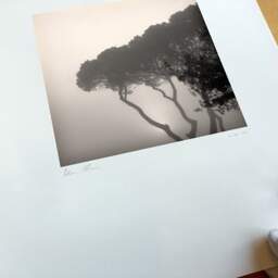 Art and collection photography Denis Olivier, Pines In Fog, Monstequieu, Martillac, France. March 2005. Ref-598 - Denis Olivier Photography, original fine-art photograph print in limited edition and signed