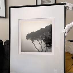 Art and collection photography Denis Olivier, Pines In Fog, Monstequieu, Martillac, France. March 2005. Ref-598 - Denis Olivier Art Photography, large original 9 x 9 inches fine-art photograph print in limited edition and signed hold by a galerist woman