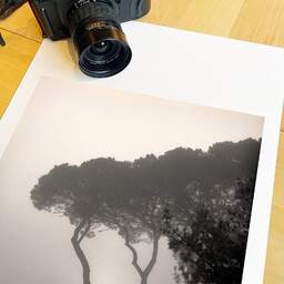 Art and collection photography Denis Olivier, Pines In Fog, Monstequieu, Martillac, France. March 2005. Ref-598 - Denis Olivier Art Photography, large original 15.7 x 15.7 inches fine-art photograph print in limited edition, medium-format Fuji GSW690III camera