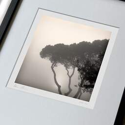 Art and collection photography Denis Olivier, Pines In Fog, Monstequieu, Martillac, France. March 2005. Ref-598 - Denis Olivier Photography, large original 9 x 9 inches fine-art photograph print in limited edition, framed and signed