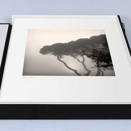 Art and collection photography Denis Olivier, Pines In Fog, Monstequieu, Martillac, France. March 2005. Ref-598 - Denis Olivier Art Photography, large original 15.7 x 15.7 inches fine-art photograph print in limited edition, Leica M7 film 24x36 camera