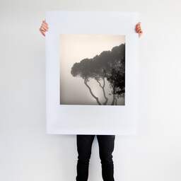 Art and collection photography Denis Olivier, Pines In Fog, Monstequieu, Martillac, France. March 2005. Ref-598 - Denis Olivier Art Photography, Large original photographic art print in limited edition and signed tenu par un homme