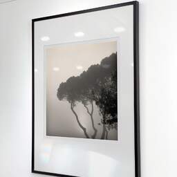 Art and collection photography Denis Olivier, Pines In Fog, Monstequieu, Martillac, France. March 2005. Ref-598 - Denis Olivier Art Photography, Exhibition of a large original photographic art print in limited edition and signed