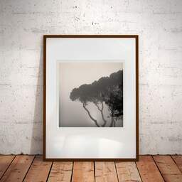 Art and collection photography Denis Olivier, Pines In Fog, Monstequieu, Martillac, France. March 2005. Ref-598 - Denis Olivier Art Photography, Large original photographic art print in limited edition and signed framed in an brown wood frame