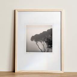 Art and collection photography Denis Olivier, Pines In Fog, Monstequieu, Martillac, France. March 2005. Ref-598 - Denis Olivier Art Photography, Original photographic art print in limited edition and signed framed in an 12