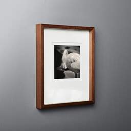 Art and collection photography Denis Olivier, Pink Floyd Solitude, Palmyre Zoo, France. July 2005. Ref-700 - Denis Olivier Photography, original fine-art photograph in limited edition and signed in dark wood frame