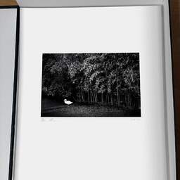 Art and collection photography Denis Olivier, Recycling Swan, Park, Bordeaux, France. September 2020. Ref-11515 - Denis Olivier Photography, original photographic print in limited edition and signed, framed under cardboard mat