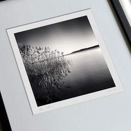 Art and collection photography Denis Olivier, Reeds, Etude 1, Carreyre, Lacanau Lake, France. January 2021. Ref-1421 - Denis Olivier Photography, large original 9 x 9 inches fine-art photograph print in limited edition, framed and signed