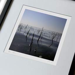 Art and collection photography Denis Olivier, Sea Grass, Port Cassy Beach, France. September 2005. Ref-896 - Denis Olivier Photography, large original 9 x 9 inches fine-art photograph print in limited edition, framed and signed
