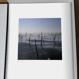 Art and collection photography Denis Olivier, Sea Grass, Port Cassy Beach, France. September 2005. Ref-896 - Denis Olivier Photography, original photographic print in limited edition and signed, framed under cardboard mat