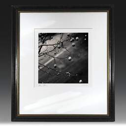 Art and collection photography Denis Olivier, Snow On Platanus Fruits, Charonne, Paris, France. February 2005. Ref-570 - Denis Olivier Photography, original fine-art photograph in limited edition and signed in black and gold wood frame