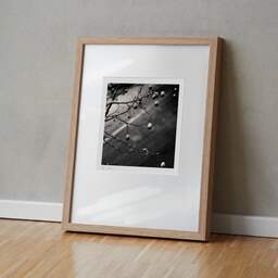 Art and collection photography Denis Olivier, Snow On Platanus Fruits, Charonne, Paris, France. February 2005. Ref-570 - Denis Olivier Photography, original fine-art photograph in limited edition and signed in light wood frame