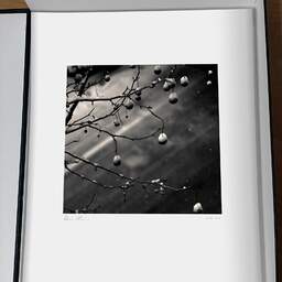 Art and collection photography Denis Olivier, Snow On Platanus Fruits, Charonne, Paris, France. February 2005. Ref-570 - Denis Olivier Art Photography, original photographic print in limited edition and signed, framed under cardboard mat