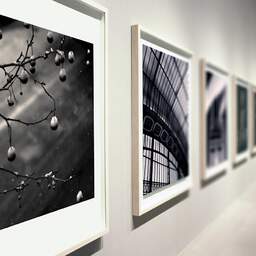 Art and collection photography Denis Olivier, Snow On Platanus Fruits, Charonne, Paris, France. February 2005. Ref-570 - Denis Olivier Art Photography, Large original photographic art print in limited edition and signed during an exhibition
