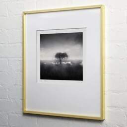 Art and collection photography Denis Olivier, Standing Tree, Bréca, Brière, France. June 2021. Ref-11498 - Denis Olivier Art Photography, light wood frame on white wall