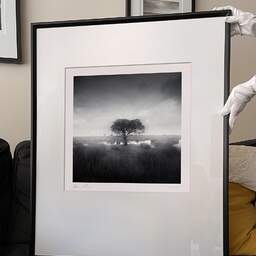 Art and collection photography Denis Olivier, Standing Tree, Bréca, Brière, France. June 2021. Ref-11498 - Denis Olivier Art Photography, large original 9 x 9 inches fine-art photograph print in limited edition and signed hold by a galerist woman