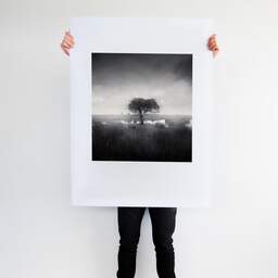 Art and collection photography Denis Olivier, Standing Tree, Bréca, Brière, France. June 2021. Ref-11498 - Denis Olivier Art Photography, Large original photographic art print in limited edition and signed tenu par un homme