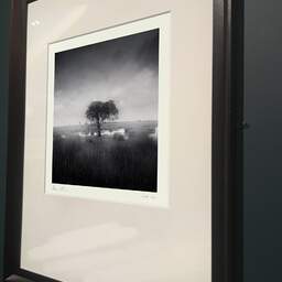 Art and collection photography Denis Olivier, Standing Tree, Bréca, Brière, France. June 2021. Ref-11498 - Denis Olivier Photography, brown wood old frame on dark gray background